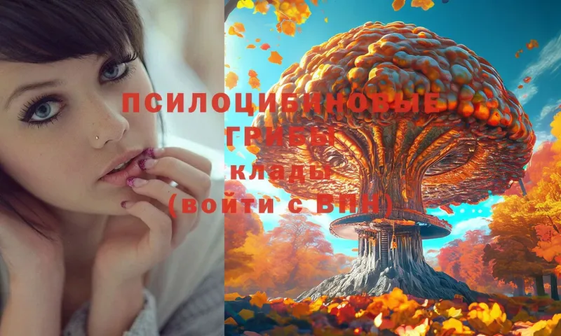 Галлюциногенные грибы Psilocybe  Северск 